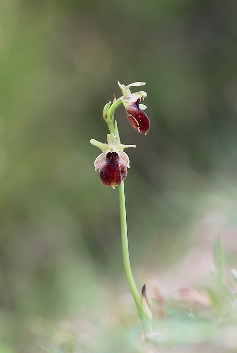 Ophrys helenae